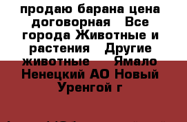 продаю барана цена договорная - Все города Животные и растения » Другие животные   . Ямало-Ненецкий АО,Новый Уренгой г.